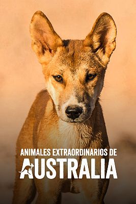 Animales extraordinarios de Australia
