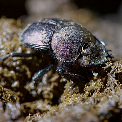 Curiosidades naturales de David Attenborough