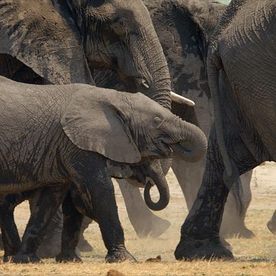 Travesías animales épicas