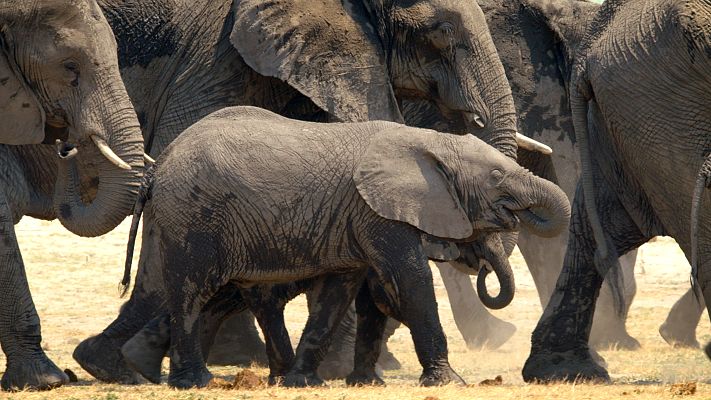 Travesías animales épicas