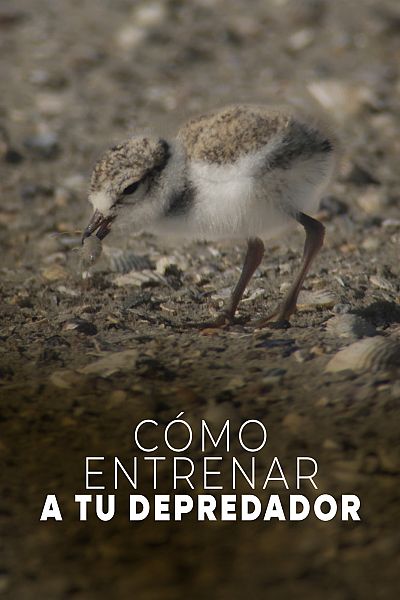 Cómo entrenar a tu depredador