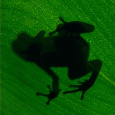 Un año en la selva