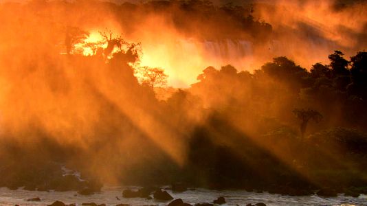 Un año en la selva