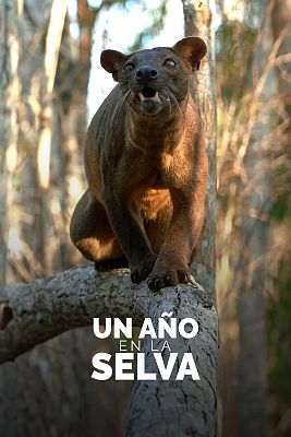 Un año en la selva