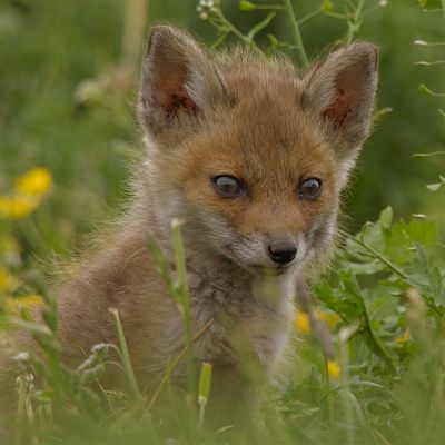 Los animales más salvajes del planeta