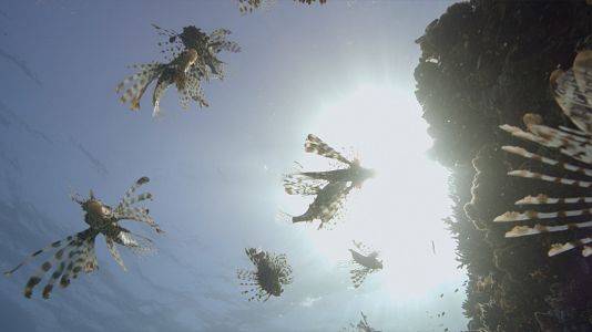 Los animales más salvajes del planeta