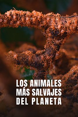 Los animales más salvajes del planeta