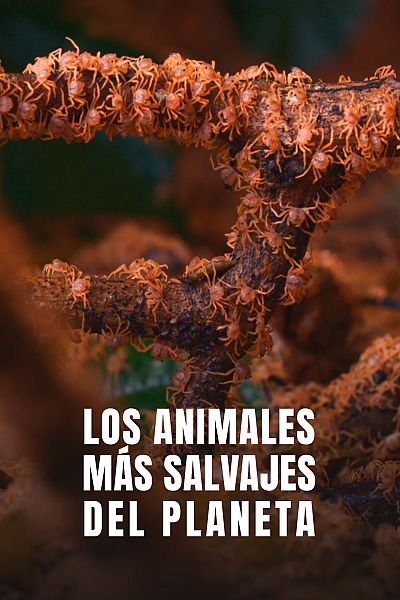 Los animales más salvajes del planeta
