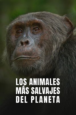 Los animales más salvajes del planeta