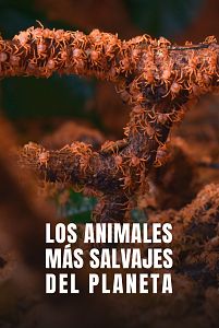 Los animales más salvajes del planeta