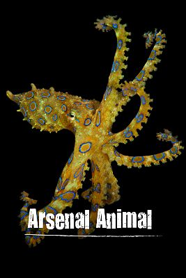 Arsenal animal