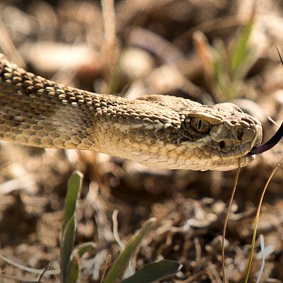 El año de la naturaleza canadiense