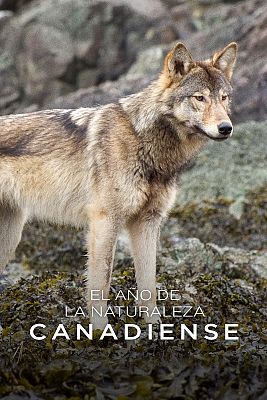 El año de la naturaleza canadiense