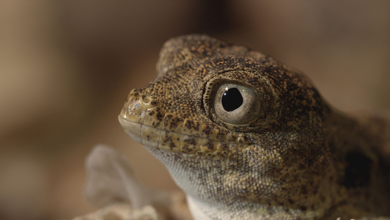 Infierno arábigo - Los amos del aire - ver ahora