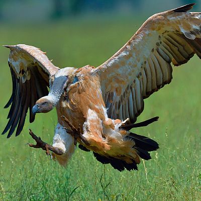 La carrera de la vida