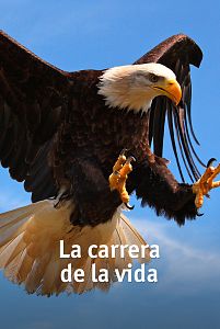 La carrera de la vida
