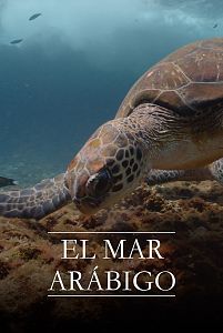 El mar Arábigo