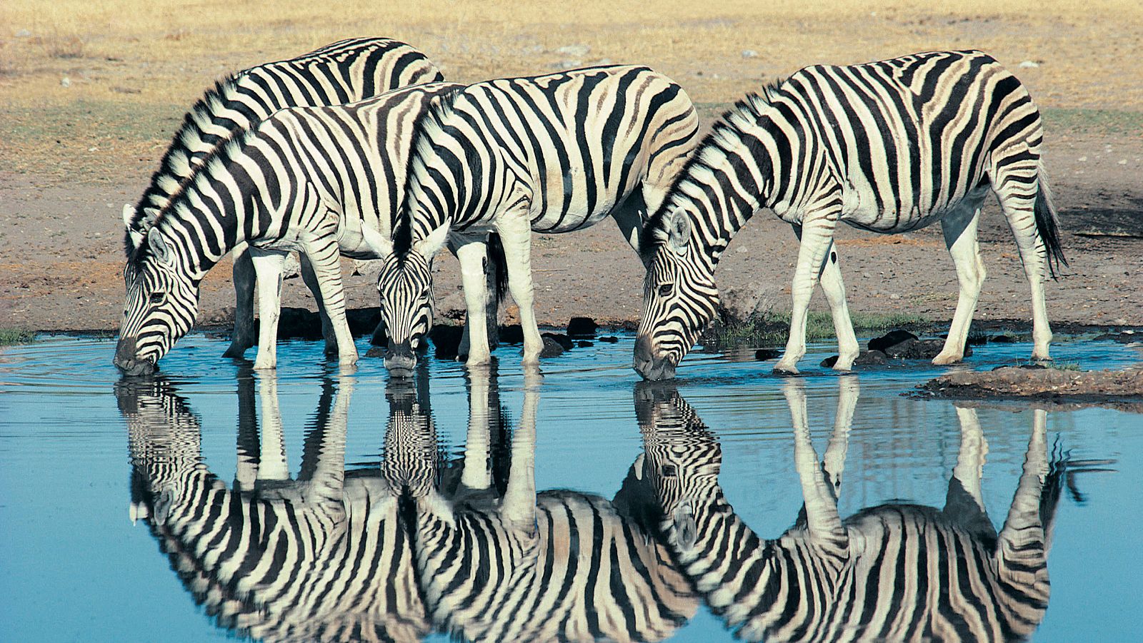 De l'alba al crepuscle. Ep 7: Llangardaixos i lemurs - Som Documentals | Veure documental