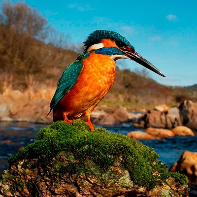 Dehesa, el bosque del lince ibérico