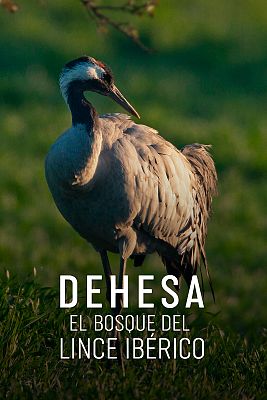 Dehesa, el bosque del lince ibérico