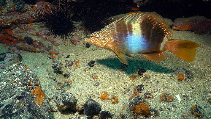 Canarias bajo el mar