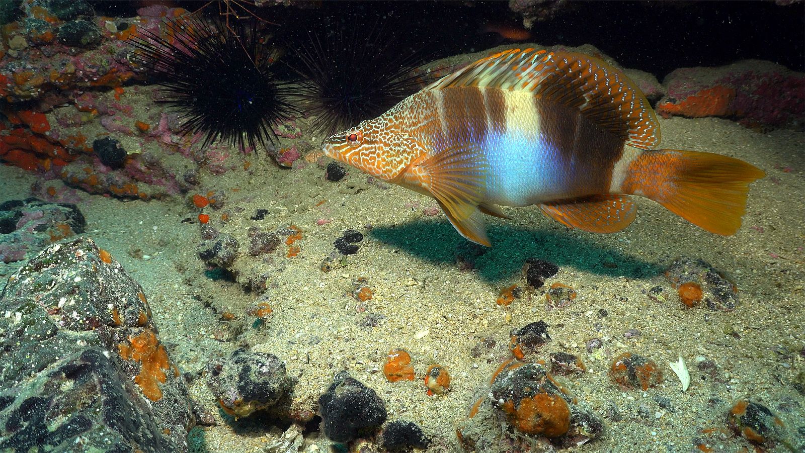 Canarias bajo el mar - Tenerife - ver ahora