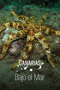 Canarias bajo el mar