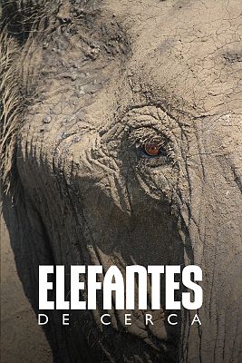 Elefantes de cerca