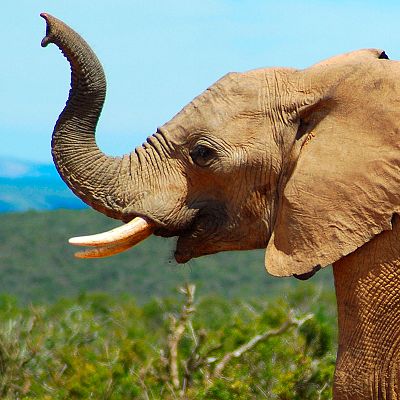 Supersentidos. Fuerzas especiales