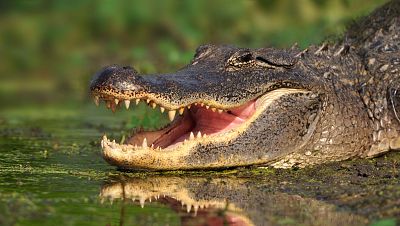 Supersentidos. Fuerzas especiales