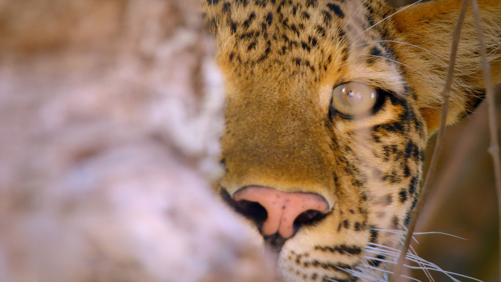Cazadores de África - Episodio 6: La batalla de los búfalos - ver ahora