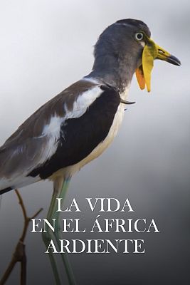 La vida en el África ardiente