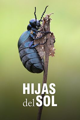 Hijas del sol