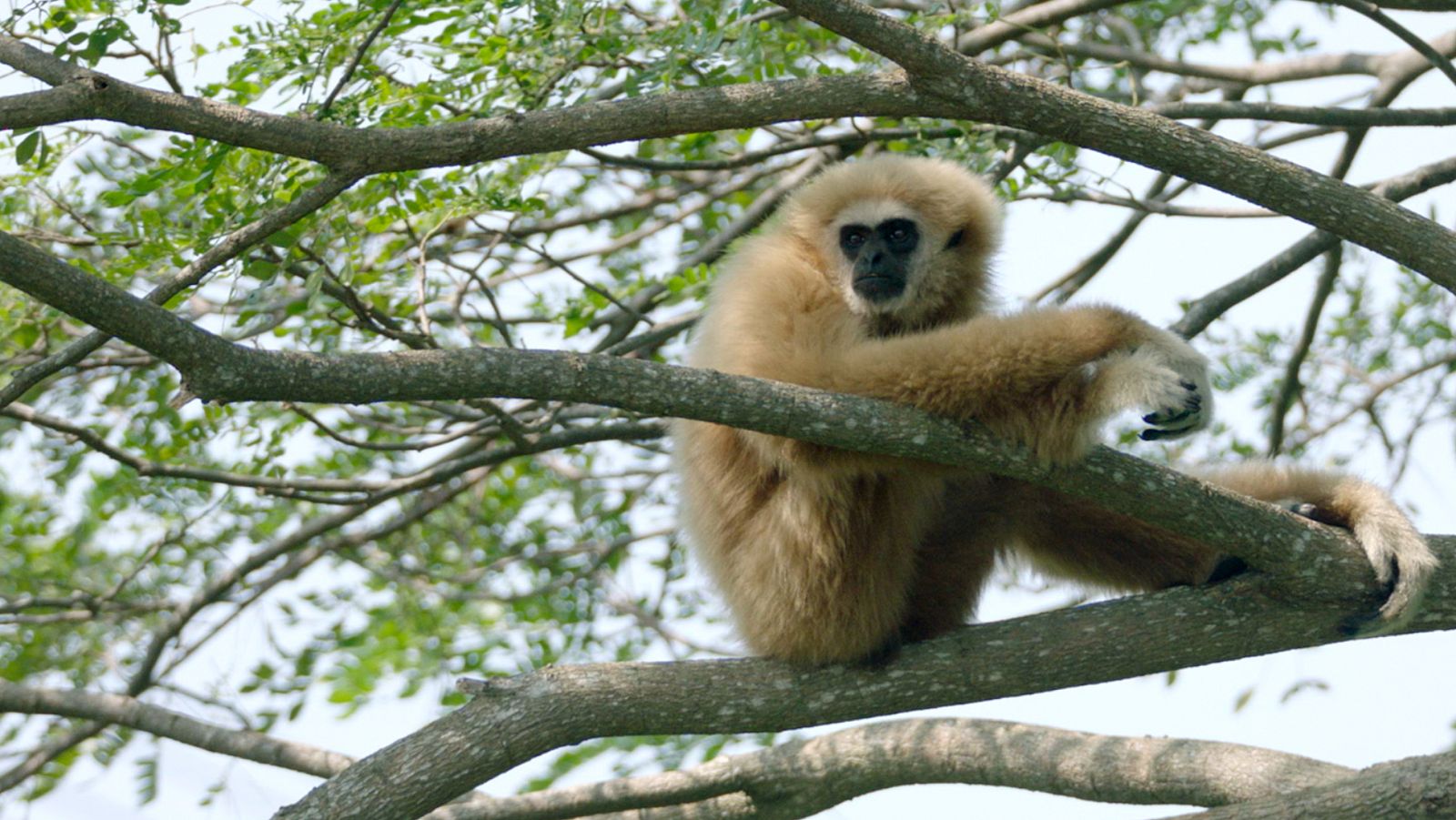 El gibón. El simio cantarín - Episodio 2: Sociedad familiar - ver ahora