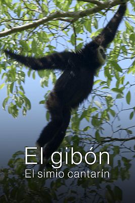 El gibón. El simio cantarín