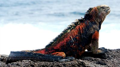 Las Galapagos, la frontera del mundo