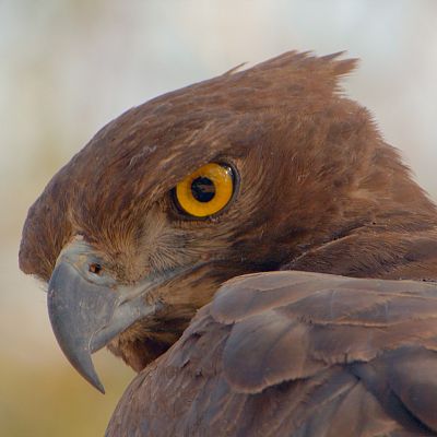 Supervivientes de la naturaleza