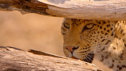 Supervivientes de la naturaleza