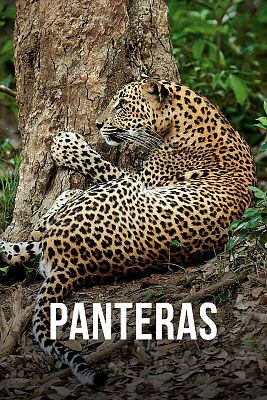 Panteras
