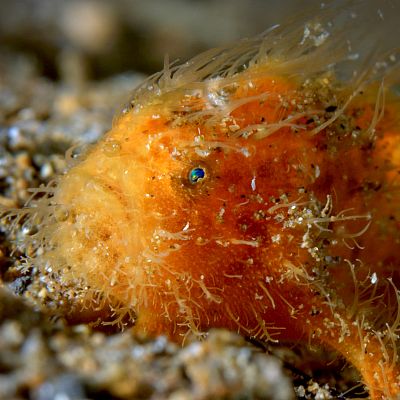 El círculo mágico del arrecife