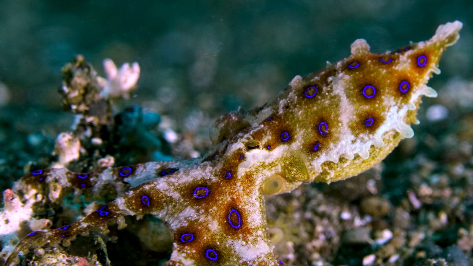 El círculo mágico del arrecife - Episodio  4: Los seres pelágicos: comer y nadar - ver ahora