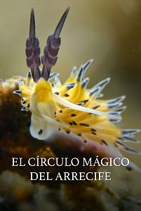 El círculo mágico del arrecife