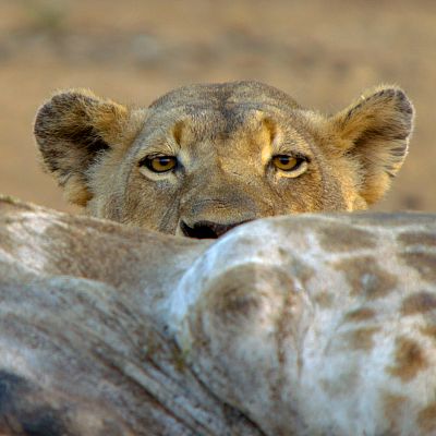 El año salvaje en África