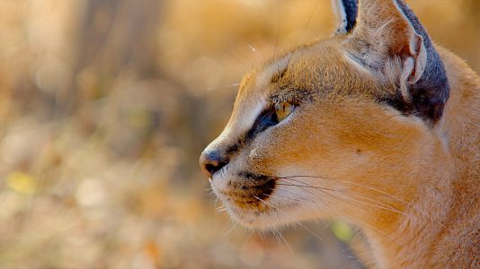 El año salvaje en África