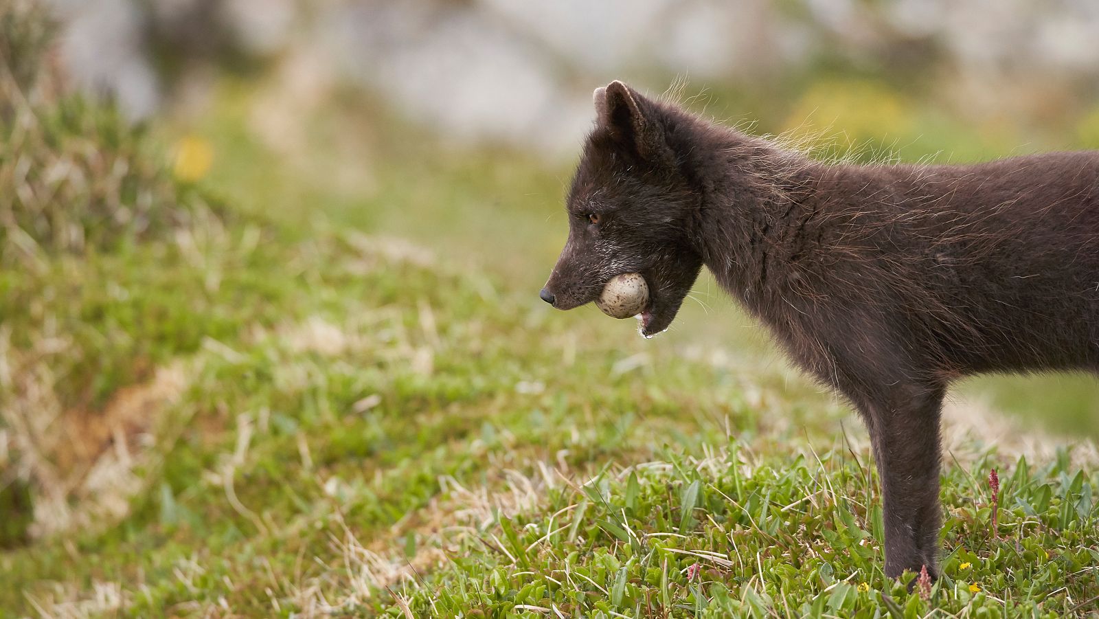 Nacidos de la tormenta - Episodio 3: Los hijos de la tormenta - ver ahora