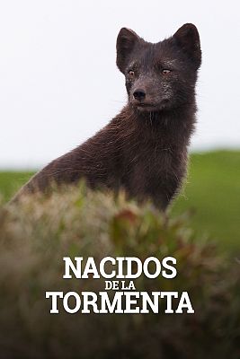 Nacidos de la tormenta
