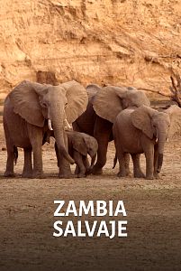 Zambia salvaje