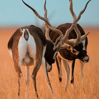 Del amanecer al crepúsculo