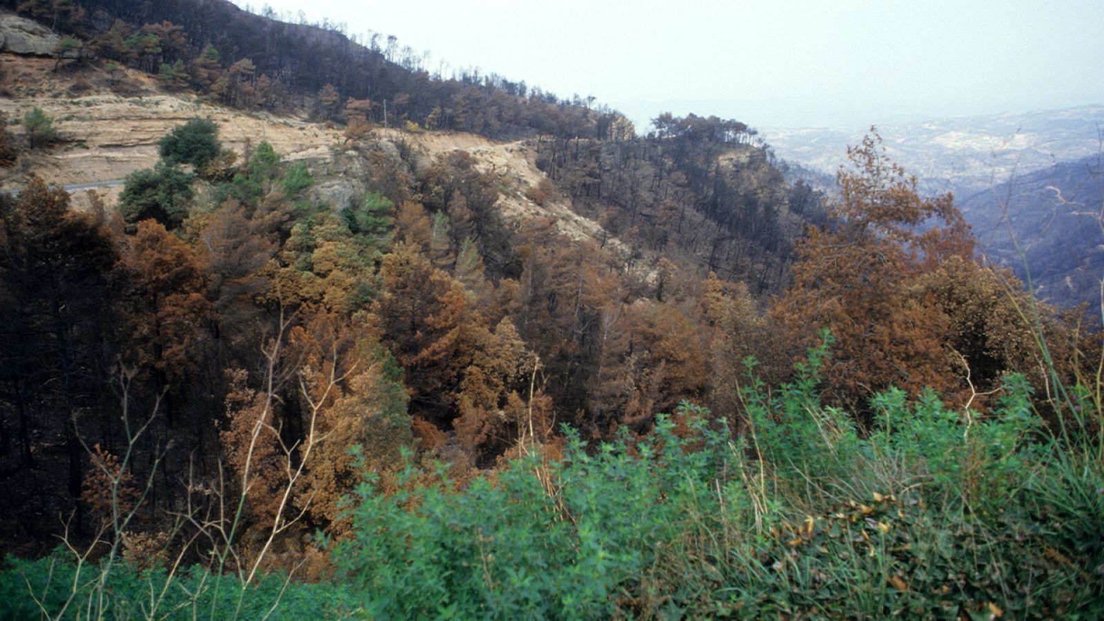 Nuestros árboles - El haya