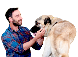 Un día de perros